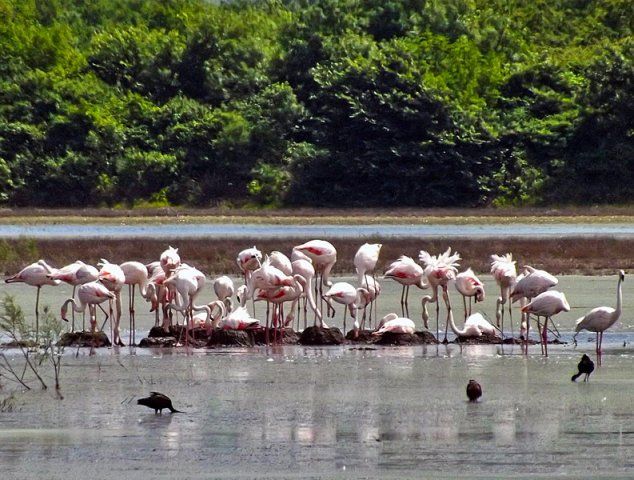 Ulcinj Salina to Gain Appropriate Protection Status in February 2019 2