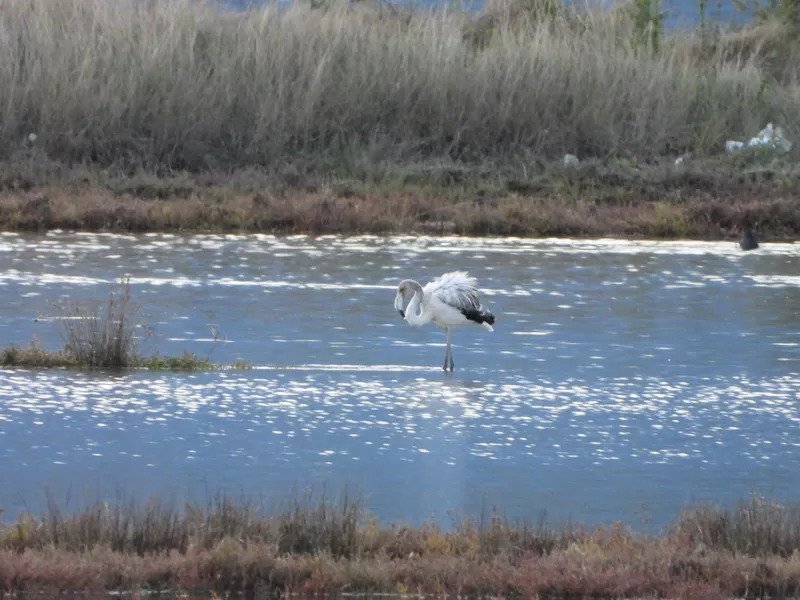 Single Flamingo