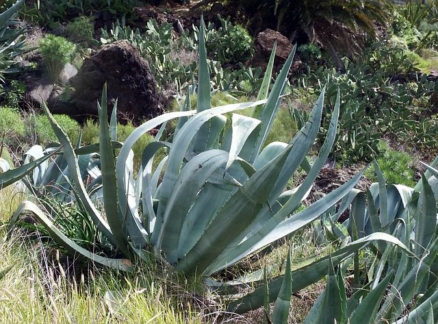 agave-259251_640.jpg