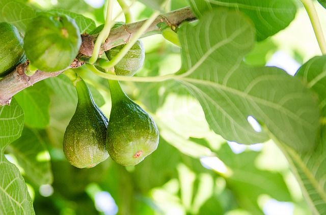 figs-2710305_640.jpg