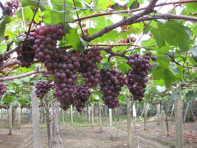 grape-703676_640.jpg