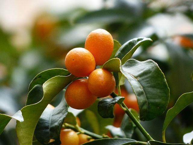 kumquats-357894_640.jpg