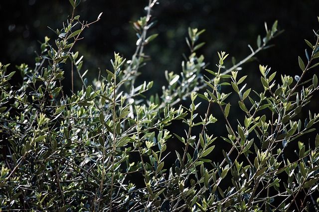 olive-tree-3191570_640.jpg