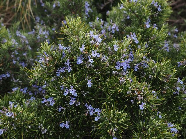 rosemary-1090418_640.jpg