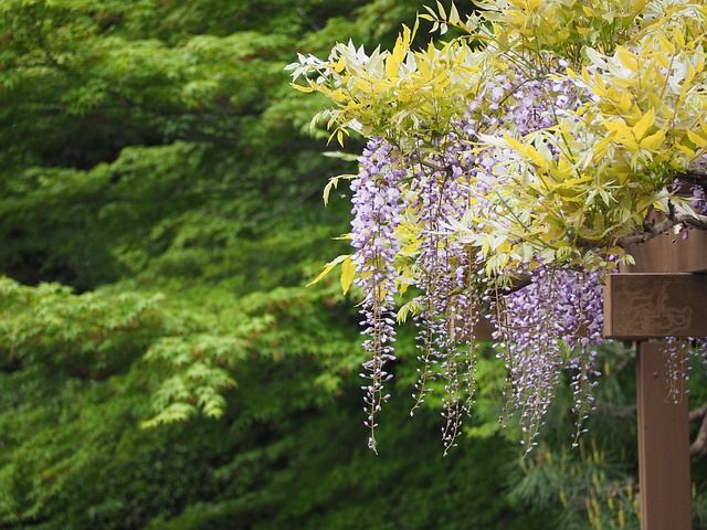 wisteria-739224_640.jpg