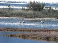 Flamingos at Solila