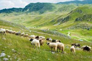 Sinjajevina Should Remain the Preserve of Livestock Farmers for Agriculture and Tourism