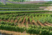 Montenegro - A Center of Vine Diversity in Europe
