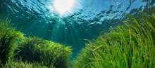 Posidonia Oceanica Habitats Are Slowly Disappearing